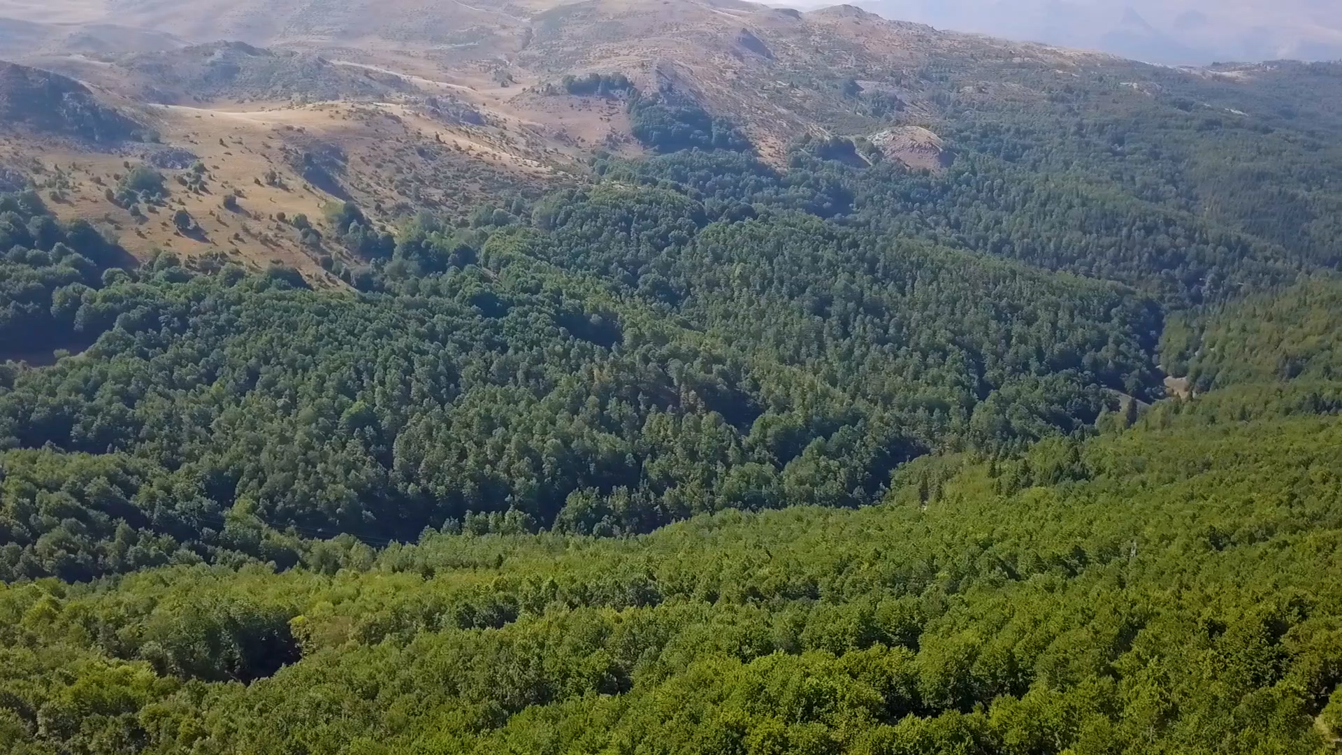 Во Mакедонија „цвета“ еколошкиот криминал, добро уиграни групи ги пустошат македонските шуми