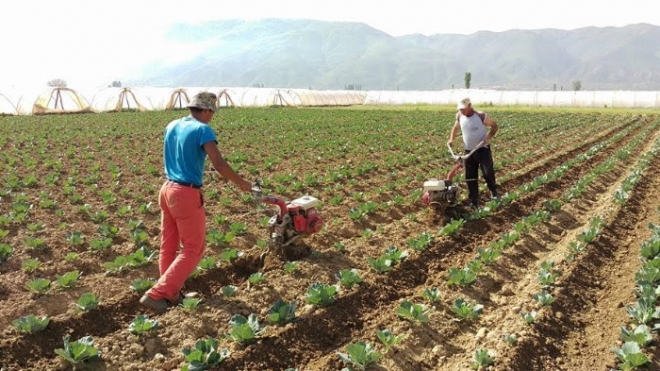 Во Фокус: Земјоделството по “европски терк” на СДСМ и ДУИ и остави нивите празни